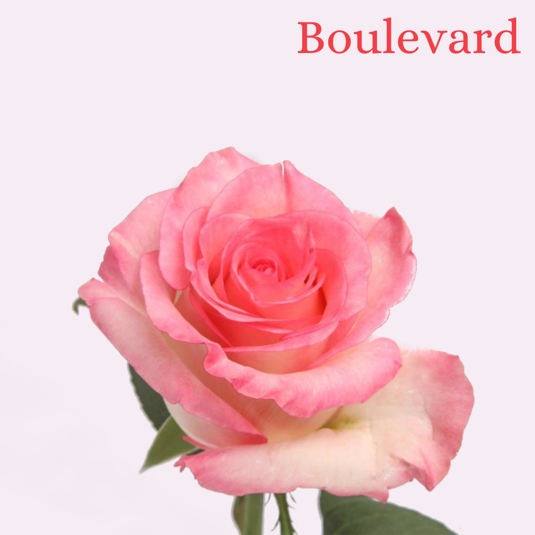 ROSE BOULEVARD 40